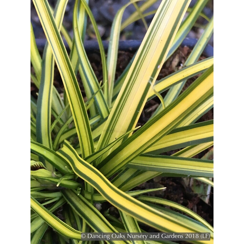 Carex oshimensis EverColor ‘Eversheen’, Eversheen Sedge