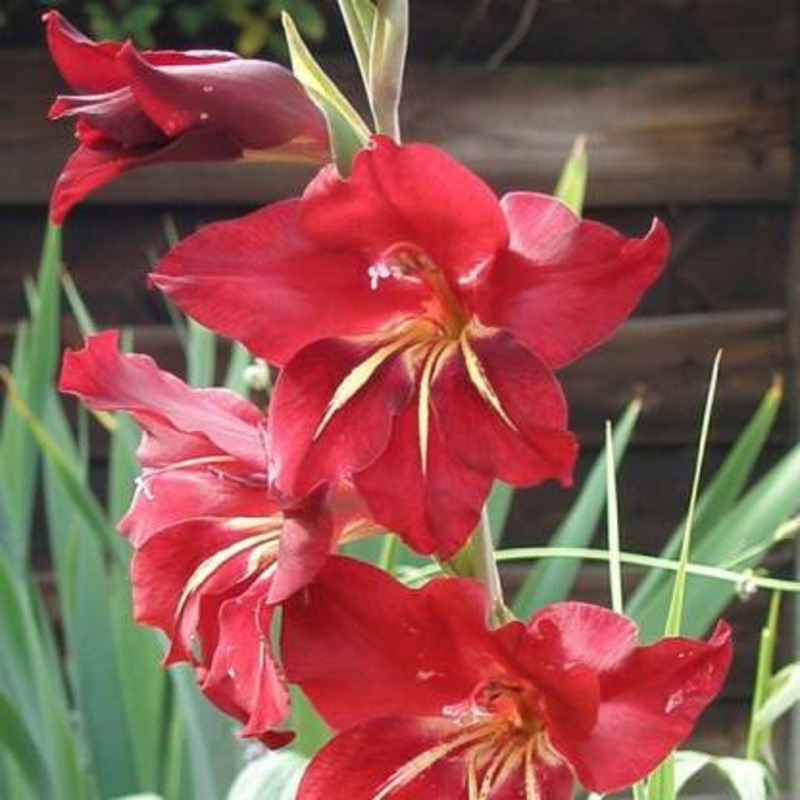 Claudia Gladiolus Red Colour Bulb