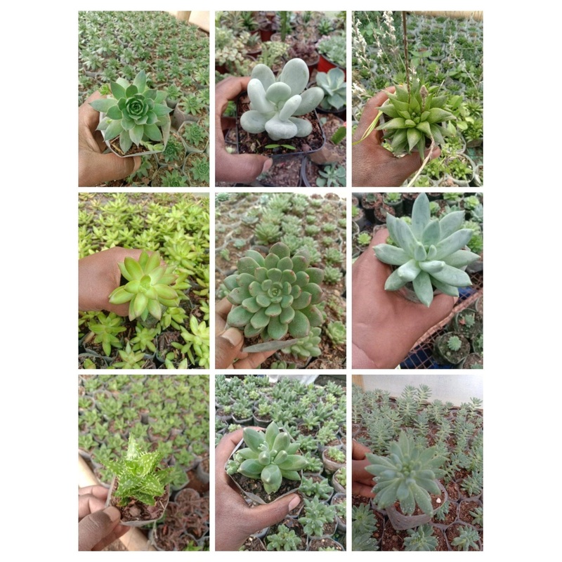 Combo Pack of 09 Succulents