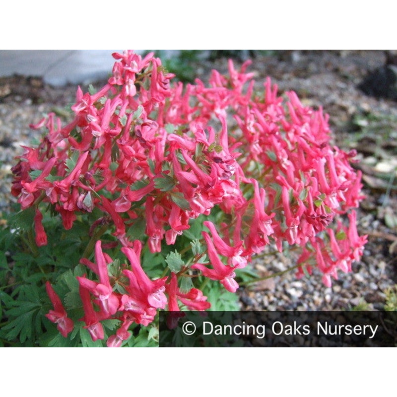 Corydalis solida ‘George Baker’, Fumewort