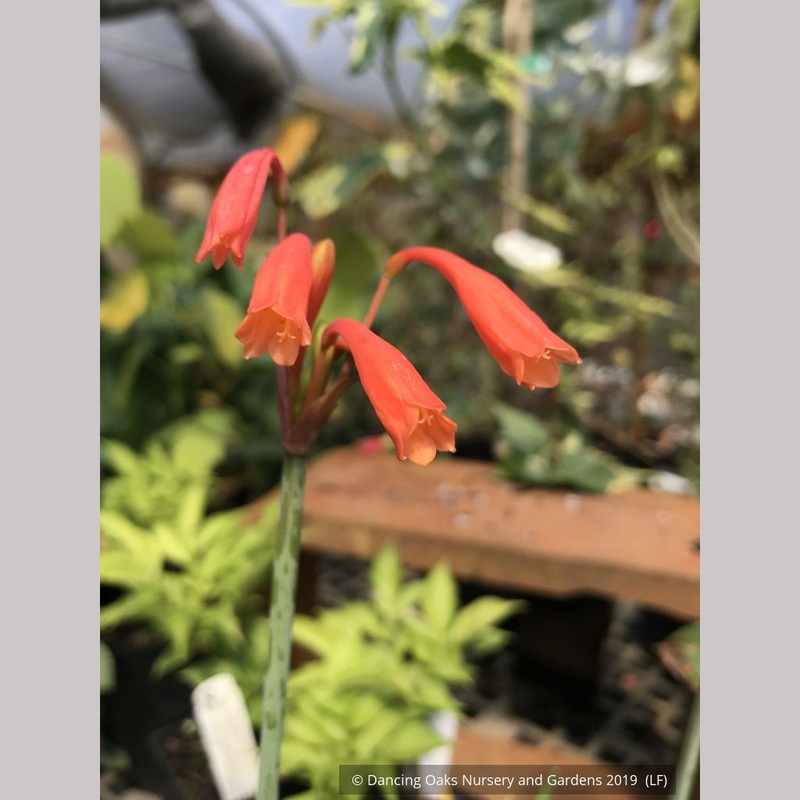 Cyrtanthus brachyscyphus (syn. parviflorus), Dobo Lily