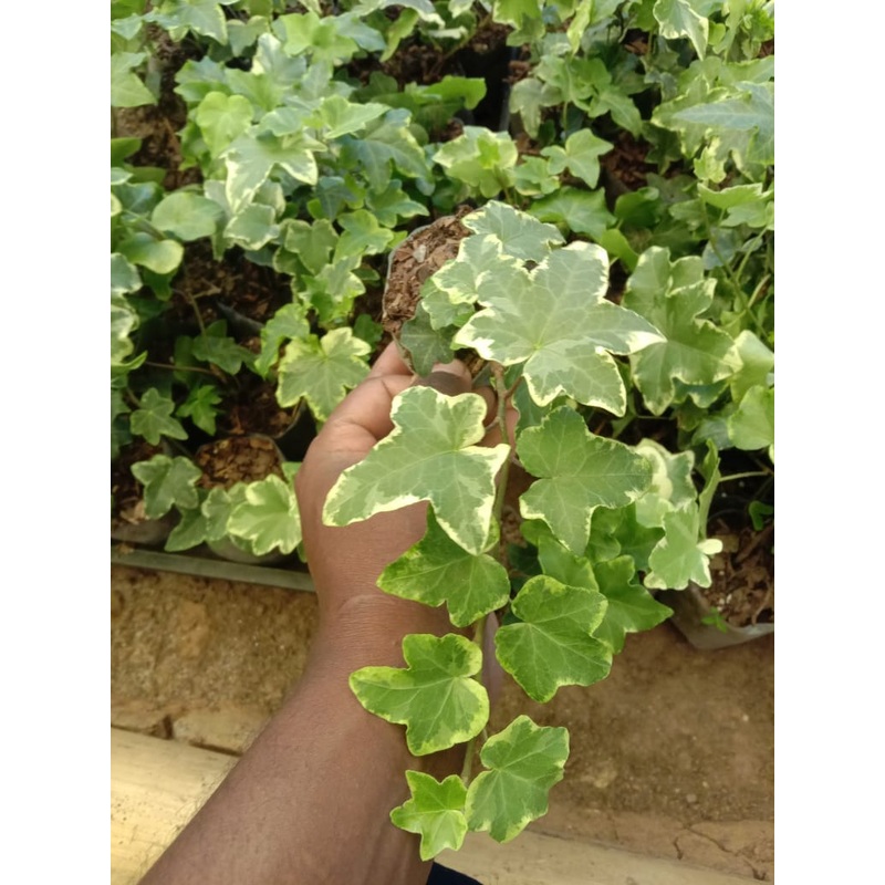 English Ivy plant – set of 3
