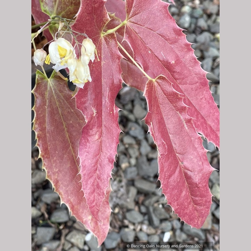 Epimedium wushanense ‘Spiny Leaf Form’, Barrenwort, Bishop’s Hat