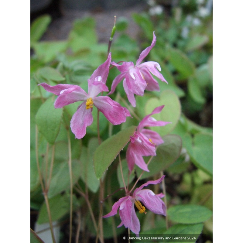 Epimedium x youngianum ‘Beni-kujaku’