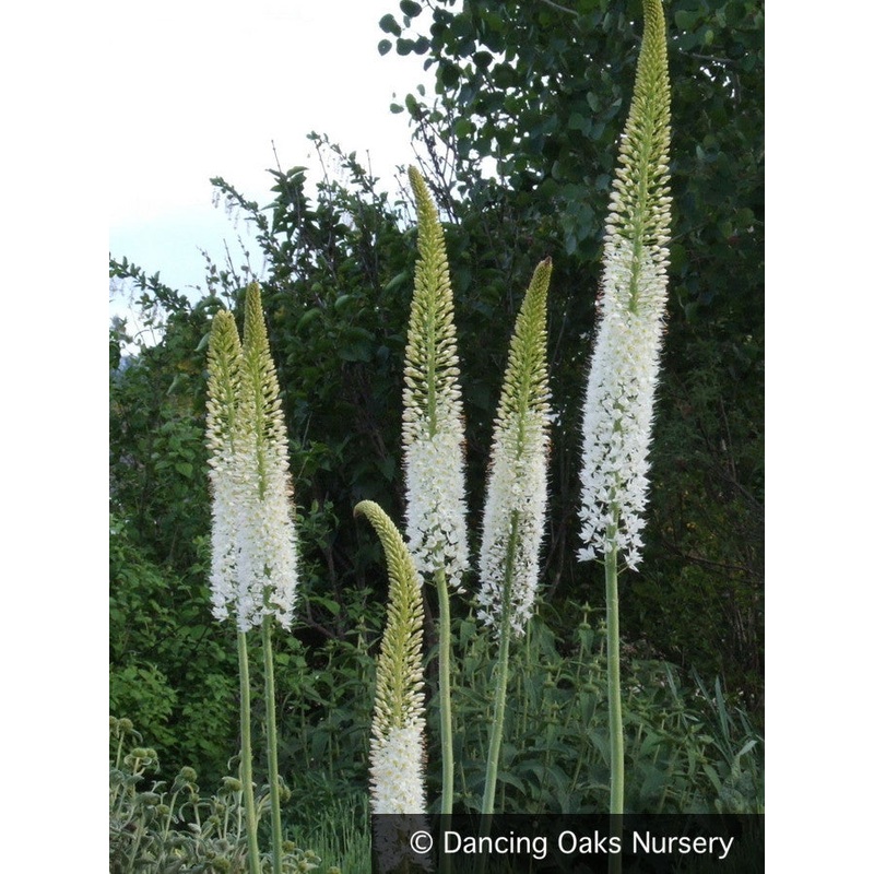 Eremurus himalaicus, Foxtail Lily