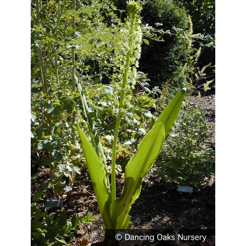 Eucomis pallidiflora ssp. pole-evansii, Pineapple Lily