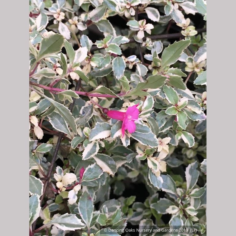 Fuchsia ‘Lottie Hobby Variegated’, Hardy Fuchsia