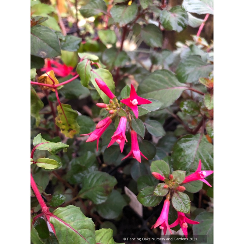 Fuchsia ‘Sparky’, Lady’s Eardrops