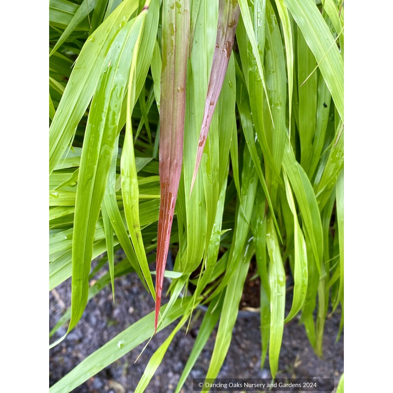 Hakonechloa macra ‘Beni Kaze’, Beni Kaze Japanese Forest Grass