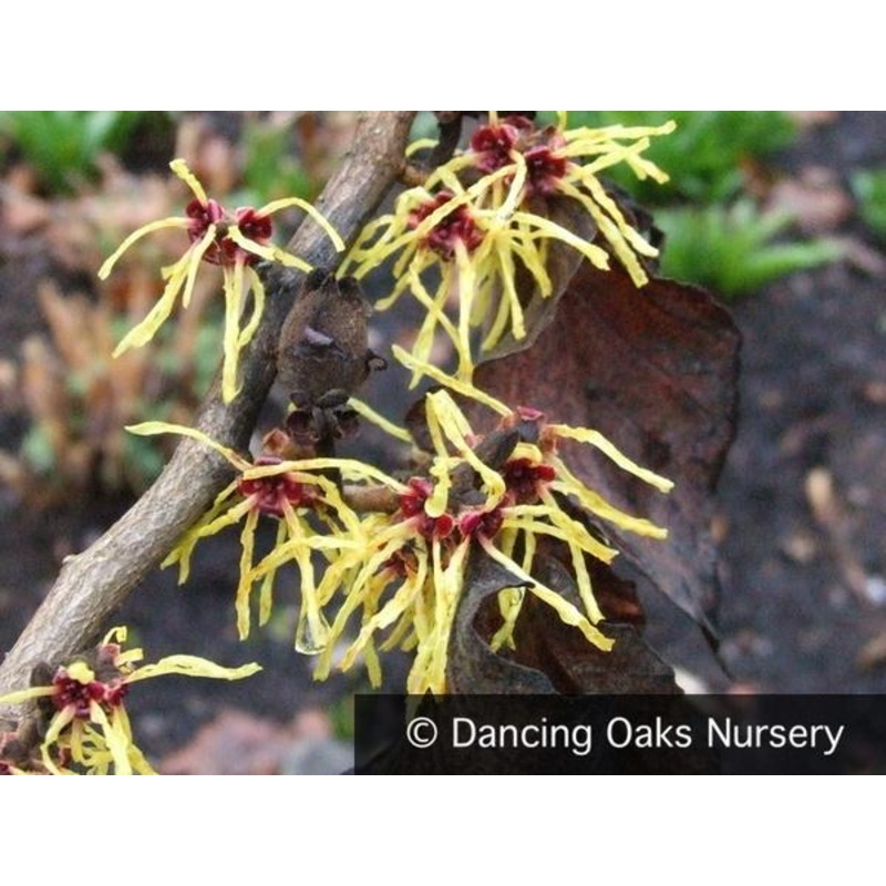 Hamamelis x intermedia ‘Pallida’, Witch Hazel
