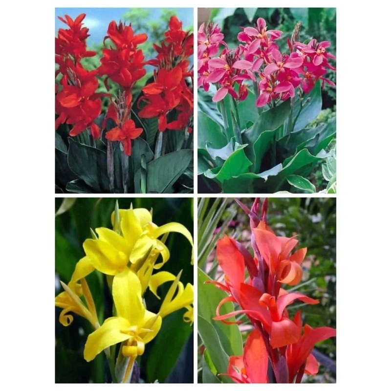 Imported Canna Lily – Set of 5