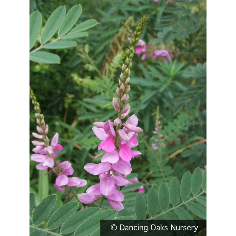 Indigofera heterantha, Himalayan Indigo