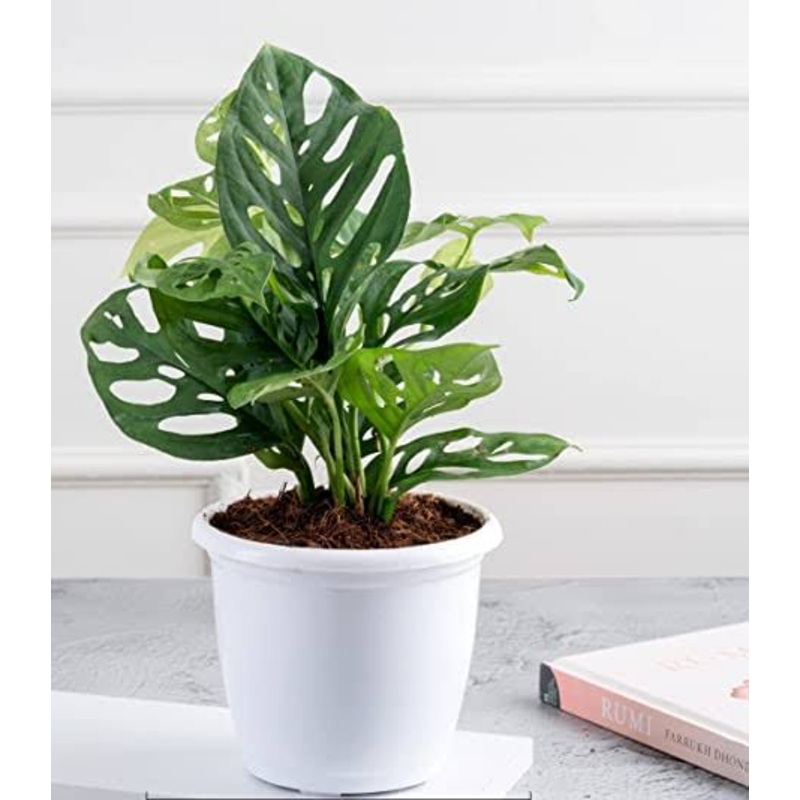 Monstera Broken Heart Plant