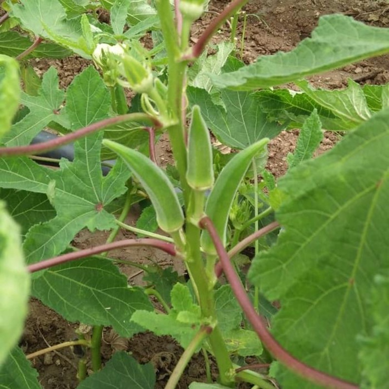 Okra Indam- 4424 [HY]