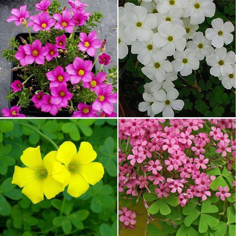 Oxalis (Mix Colors) – Bulbs (set of 10)