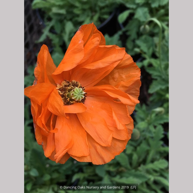 Papaver pilosum, Hairy poppy|0.5 qt
