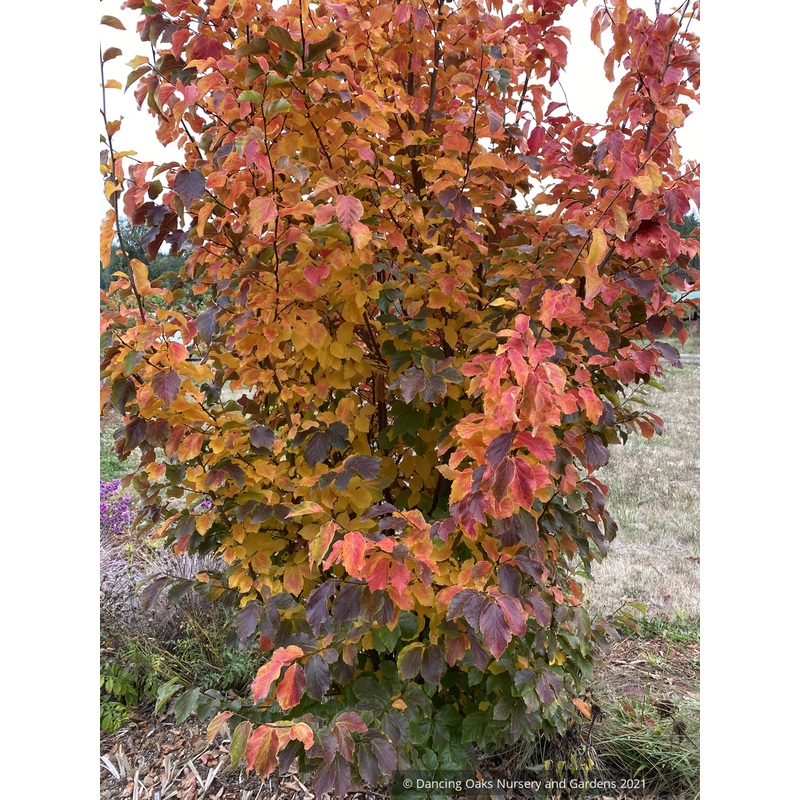 Parrotia persica ‘Golden Bell Tower, Columnar Ironwood