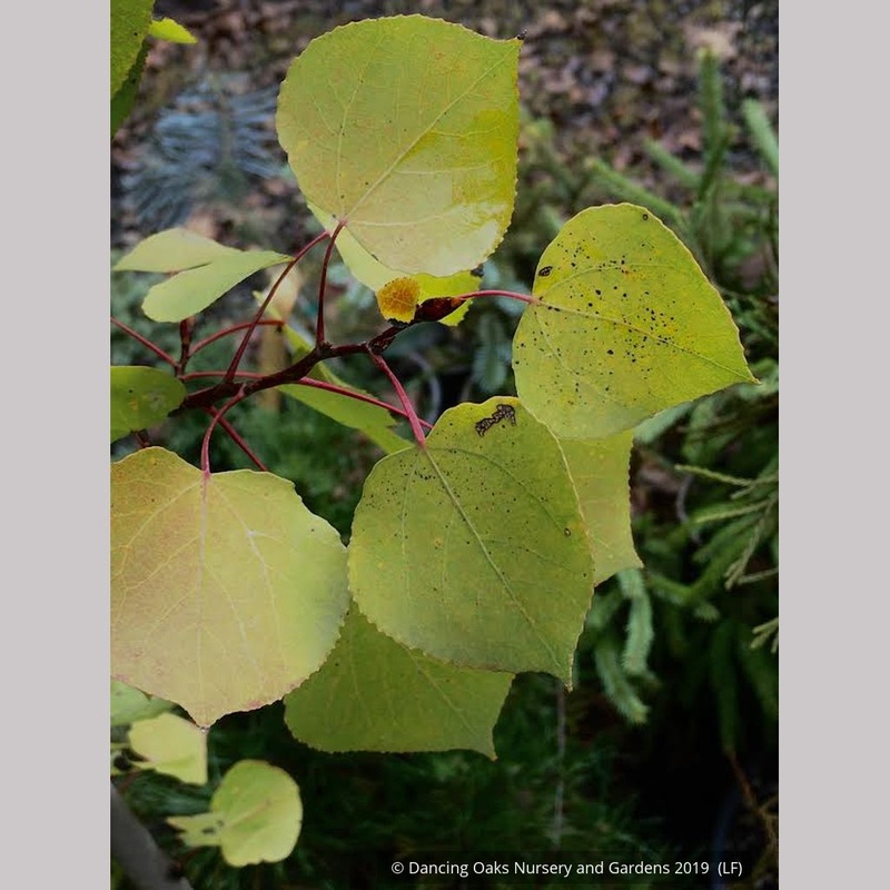 Populus tremuloides (Willamette Valley population), Quaking Aspen