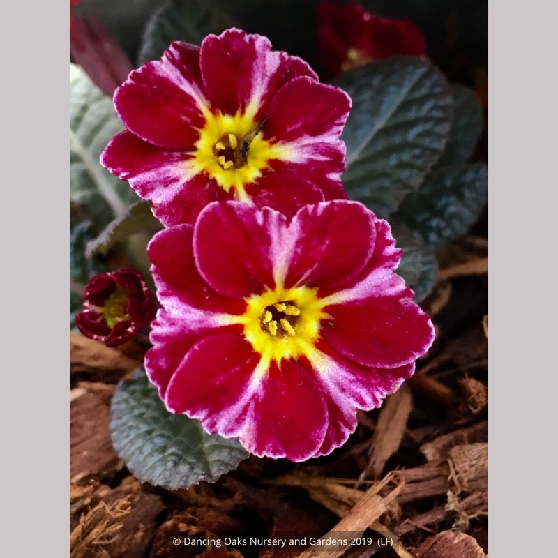 Primula ‘Dark Rosaleen’, Polyantha Primrose