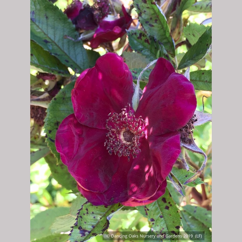 Rosa ‘Basye’s Purple’, Basye’s Purple Shrub Rose
