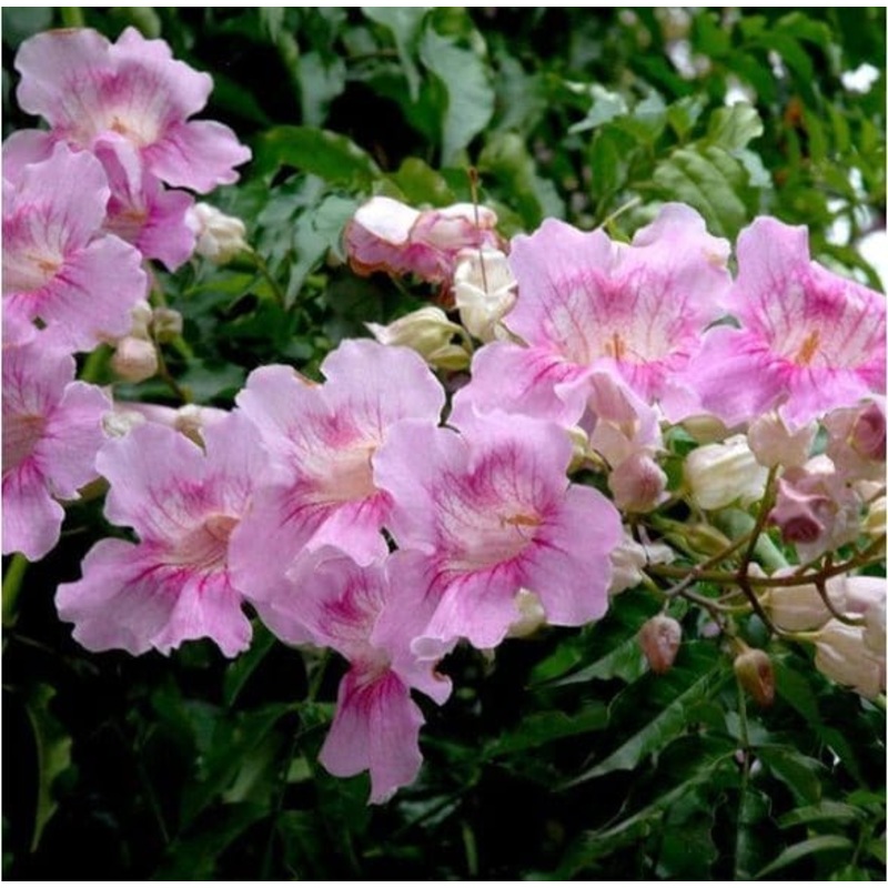 Rose Trumpet Tree