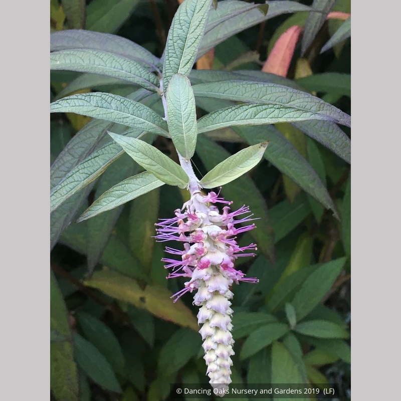 Rostrinucula dependens, Weeping Buddleia
