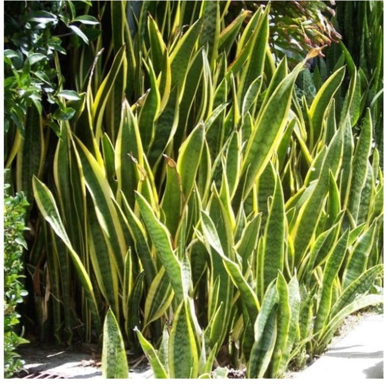 Sansevieria Trifasciata Laurentii | Snake Plant