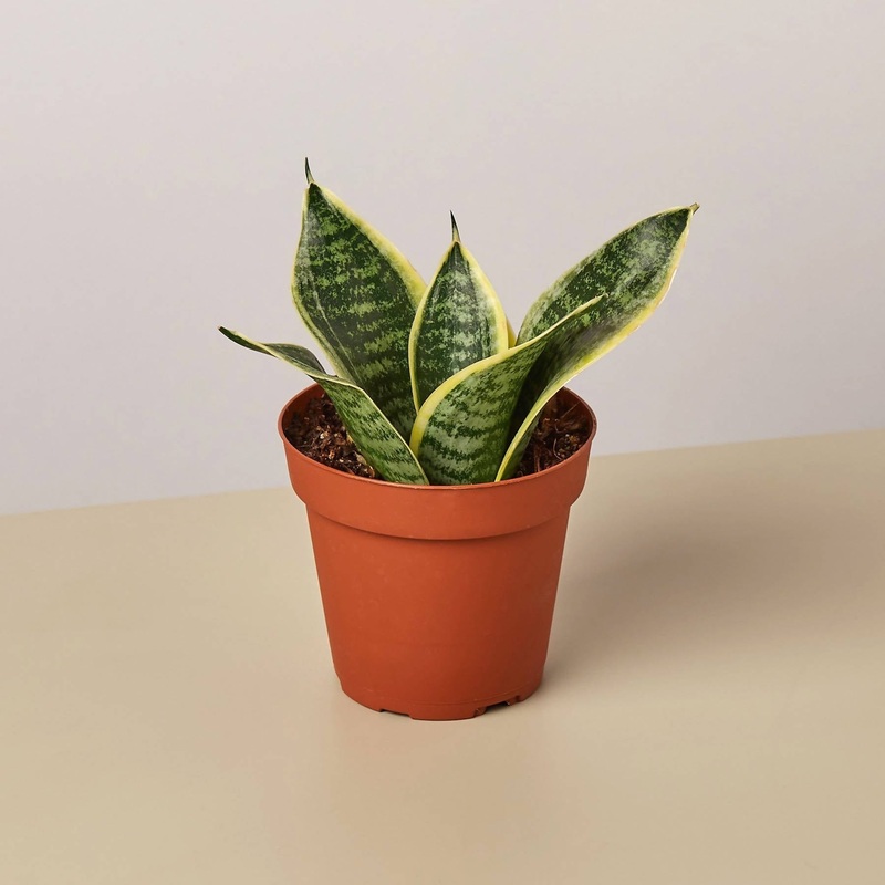 Snake Plant – Sansevieria Hahini