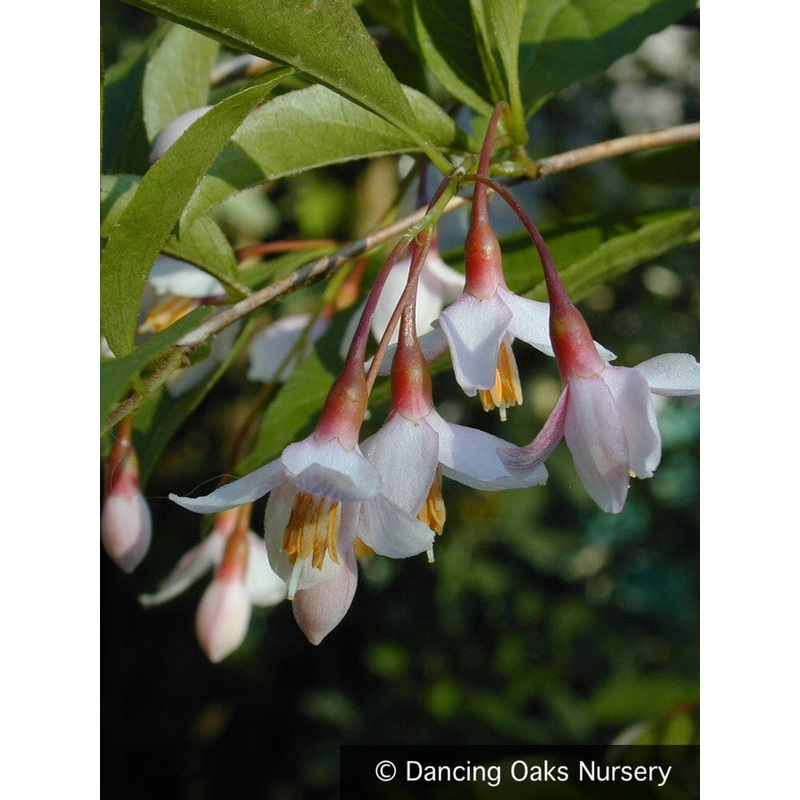 Styrax japonicus ‘Pink Chimes’, Pink Japanese Snowbell