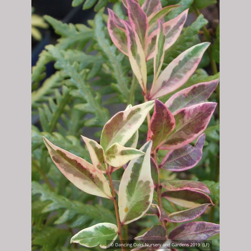 Ugni molinae ‘Flambeau’, Variegated Chilean Guava