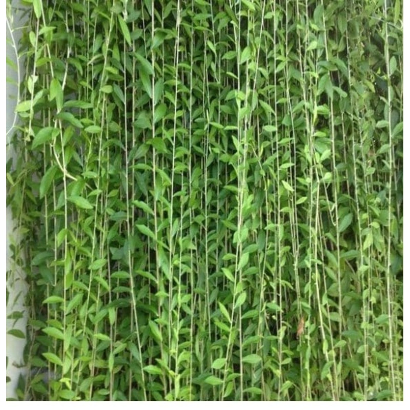 Vernonia Elaeagnifolia – Curtain Creeper
