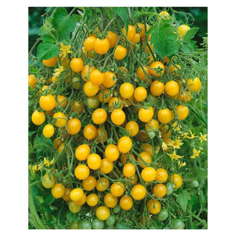 Yellow tomato seeds