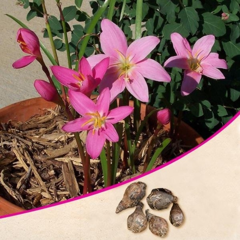 Zephyranthes Lily, Rain Lily (Pink) – Bulbs (set of 10)