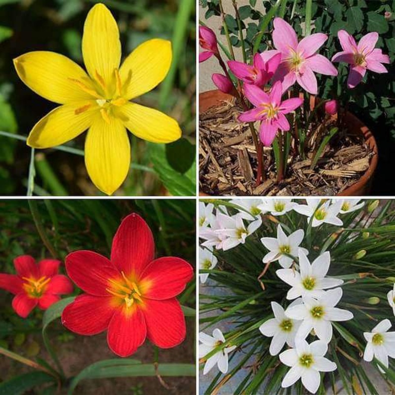 Zephyranthes Lily, Rain Lily (Random color) – Bulbs (set of 10)