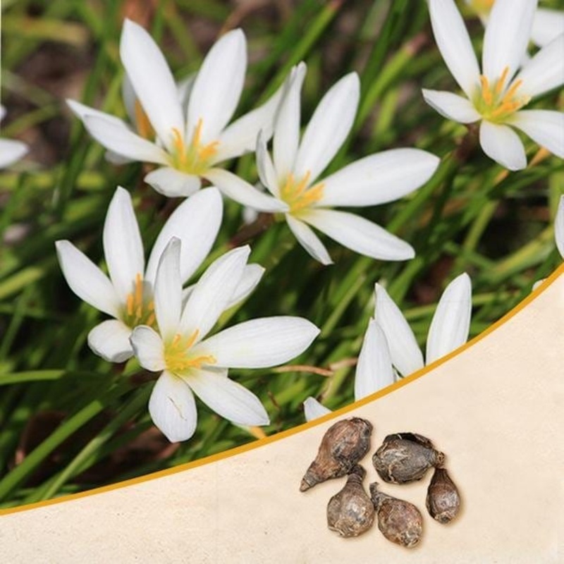Zephyranthes Lily, Rain Lily (White) – Bulbs (set of 10)