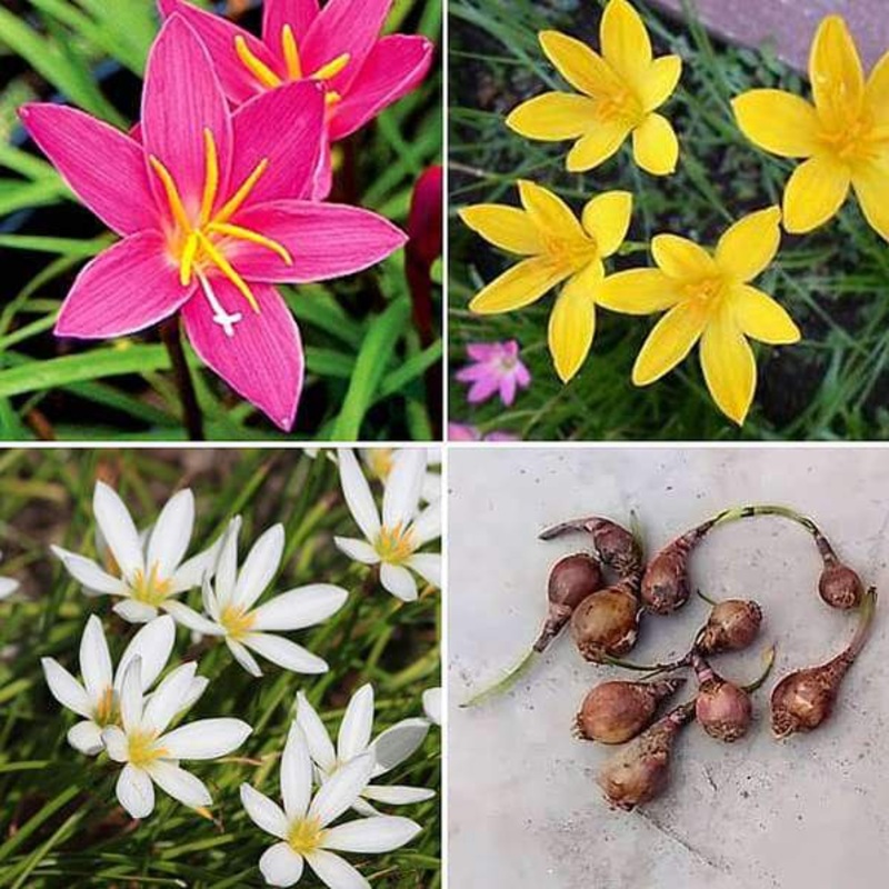 Zingy Zephyranthes Lily – 30 Bulbs Pack