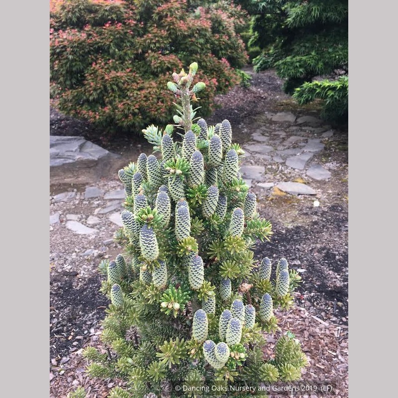 Abies koreana ‘Gait’, Dwarf Korean Fir