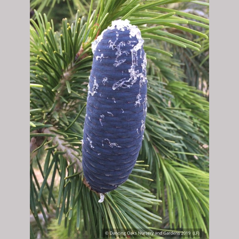 Abies pindrow, West Himalayan Fir