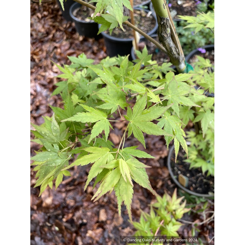 Acer palmatum ‘Tsukasa Silhouette’, Japanese Maple