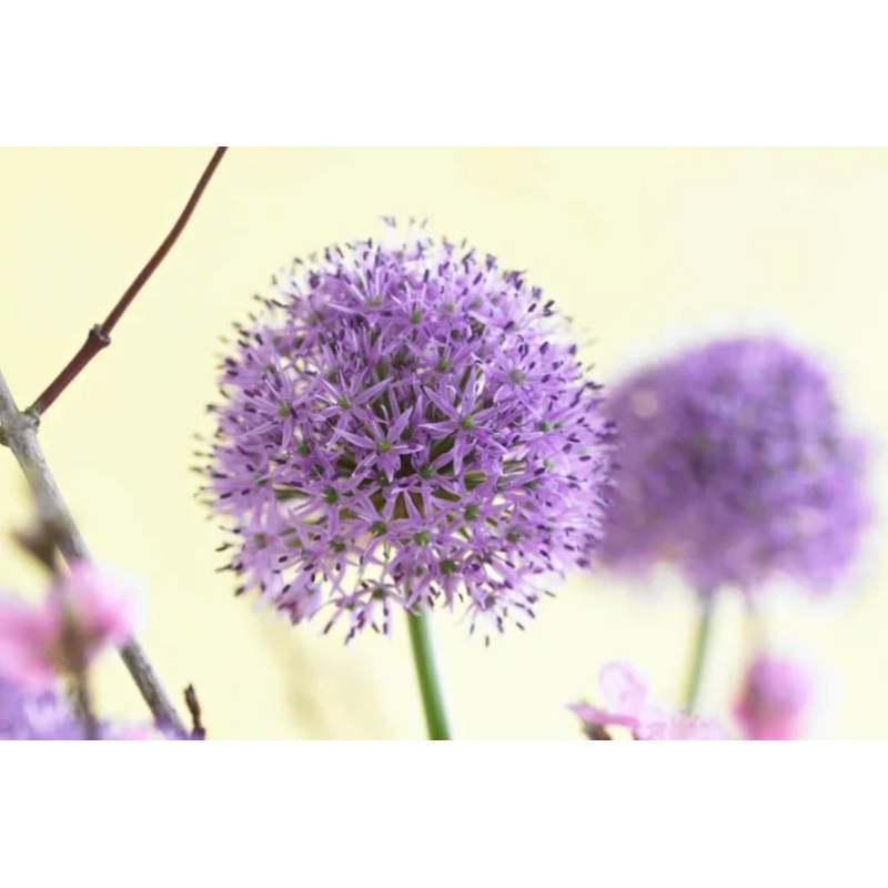 Allium ‘Gladiator’, Ornamental Onion