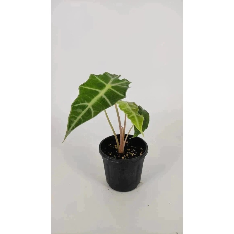 Alocasia Amazonica Polly plant with pot