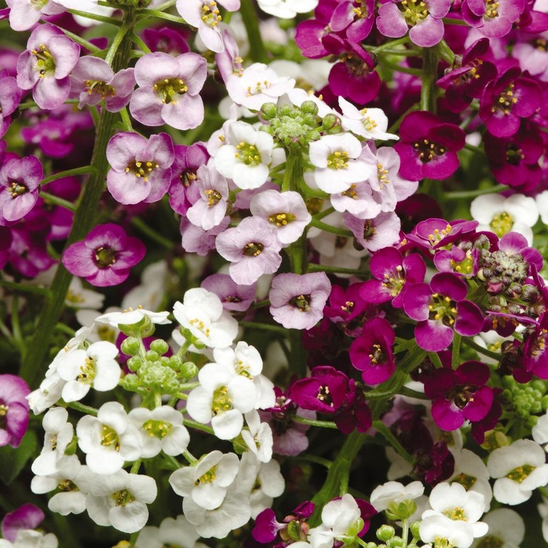 Alyssum Easter Basket Mix