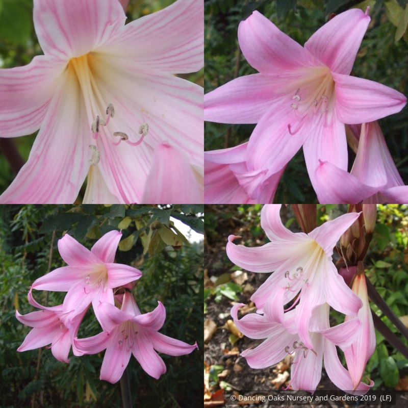 Amaryllis belladonna (mixed), Naked Ladies