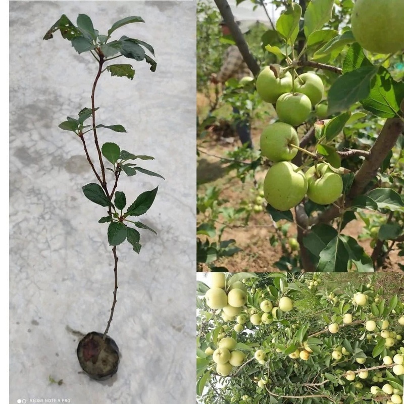 Apple plant