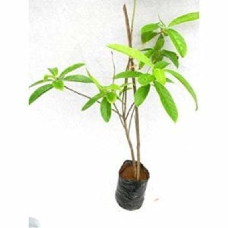 Araucaria Live Plant (X mas tree )