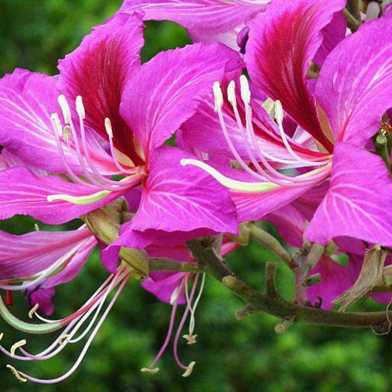 Bauhinia Purpurea, Purple Orchid Tree