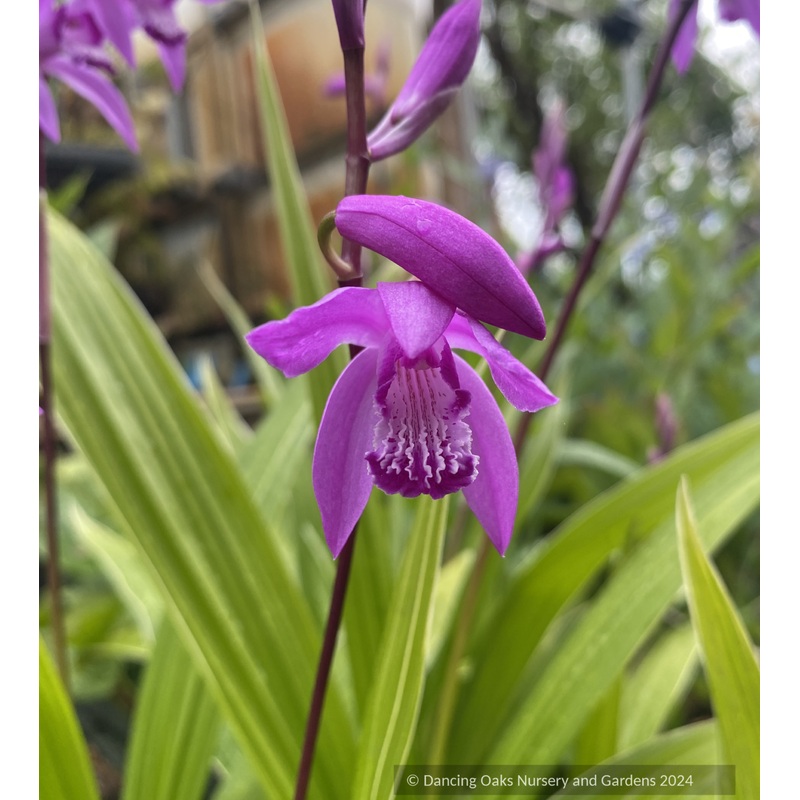 Bletilla striata ‘Albostriata’, Chinese Ground Orchid