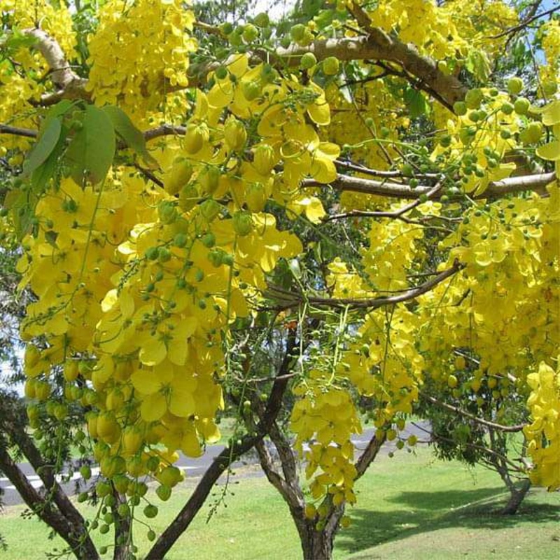 Buy Cassia Fistula, Golden Shower Tree