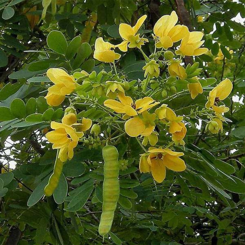 Buy Cassia Glauca