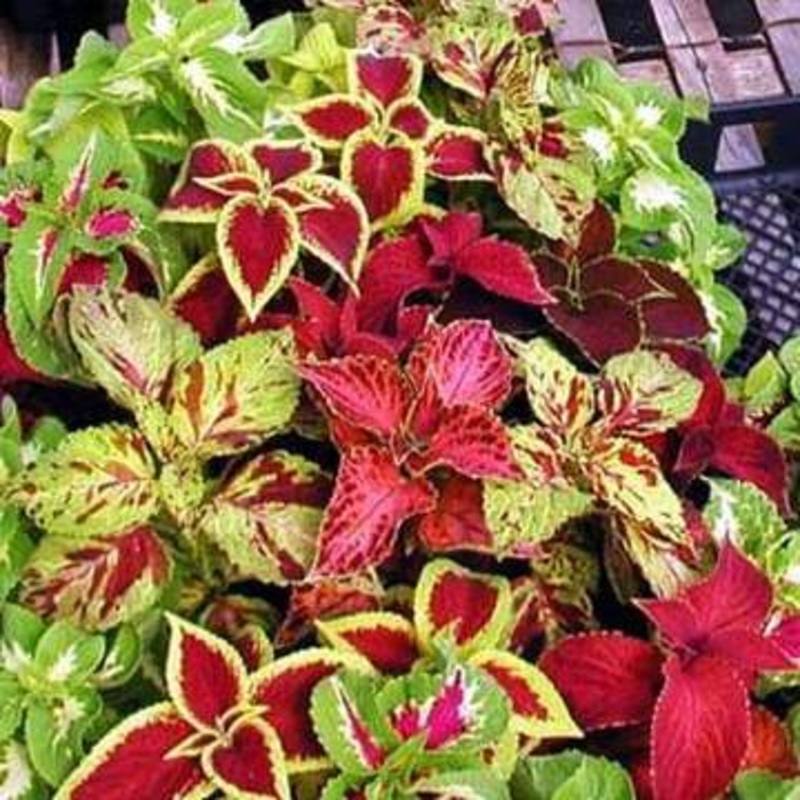 Buy Coleus Rainbow Mixed Color (Foliage Plant) Seeds
